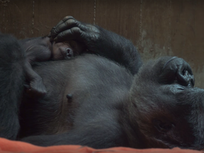 A baby gorilla has been born at the National Zoo in Washington. His name is Moke, which means "little one" in Lingala. Check out the bottom of this story for some sweet video.