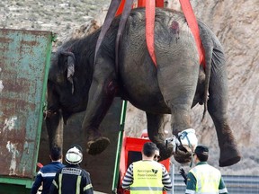 In this Monday, April 2, 2018 photo, an elephant is lifted up by a crane after a circus truck carrying elephants turned over a long a major motorway in the South Eastern region of Albacete, Spain. Authorities in southern Spain say an elephant has died and four others are recovering from injuries after a circus truck tipped over on a major highway, provoking an outcry among animal rights defenders. (El Digital de Albacete/María Guerrero via AP) ORG XMIT: EM102