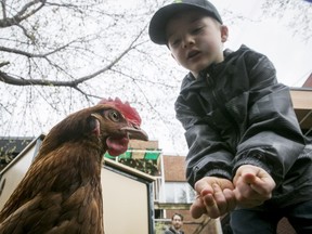 Six-year-old Ely Charbonneau Alain and Lilly the red hen get to know each other.