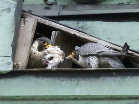 Peregrine falcons Polly, left, and Algo feed on a bird at their nest on River's Edge Community Church in the Notre-Dame-de-Grace district of Montreal Wednesday May 23, 2018. (John Mahoney / MONTREAL GAZETTE) ORG XMIT: 60725 - 7645