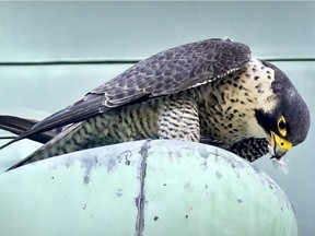 Peregrine falcon named Polly at River's Edge Community Church in N.D.G. on Wednesday.