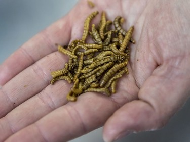 Mealworms, from Frelighsburg.