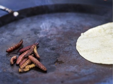 A corn tortilla with chimincuiles, red maguey worms.