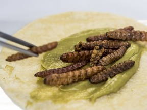Chimincuiles, red maguey worms on a corn tortilla spread with avocado.