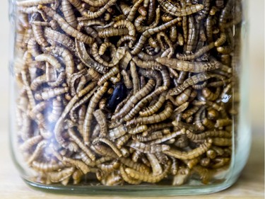 Mealworms from Frelighsburg, QC – the larval form of the mealworm beetle.