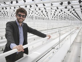 Adam Greenblatt, Quebec brand manager for Canopy Growth, is seen in cannabis greenhouse in Mirabel on Tuesday, May 29, 2018.