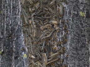 Caterpillars swarm a tree in N.D.G. on Wednesday May 30, 2018.