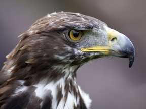 A golden eagle like this one (which is from Paris) was recently found off the coast of Nova Scotia. It's rare for it to be in that part of Canada, and golden eagles aren't normally fish eaters.