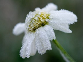 Frost covers a flower.