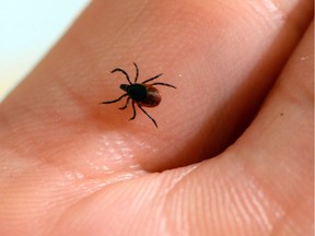 A picture taken at the French National Institute of Agricultural Research (INRA) in Maison-Alfort, on July 20, 2016 shows a tick, whose bite can transmit the Lyme disease.
