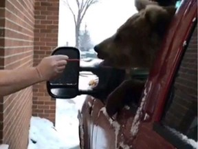 A Kodiak bear is fed ice cream in a Dairy Queen drive-thru in Alberta.