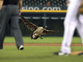 A Canada goose lands near the pitching mound during the sixth inning of a baseball game between the Detroit Tigers and the Los Angeles Angels, Wednesday, May 30, 2018, in Detroit.