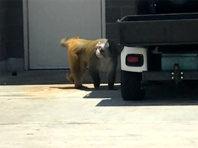 A baboon broke free from its crate at San Antonio airport May 21, 2018.