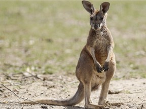 A young red kangaroo Monday, April 24, 2018, at Potter Park Zoo. This joey, or young kangaroo is about eight-months-old.  (Matthew Dae Smith /Lansing State Journal via AP) ORG XMIT: MILAN102