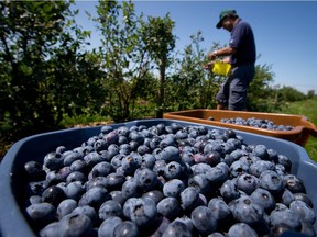 Exactly what component of blueberries may be responsible for the reputed beneficial effects isn’t clear, Joe Schwarcz writes.