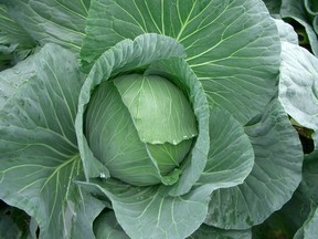 There are many ways to enjoy cabbage. Turning it into “Jilly Juice,” which its creator claims cures all diseases and will increase life expectancy to 400 years, is not one of them.
