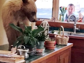 A hungry bear broke into a California house in search of snacks