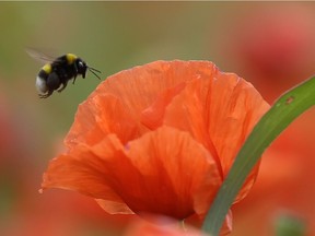 bee, pollinate, poppy, beekeepers