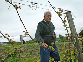 Alfonso Gagliano, dunham vineyard, eastern townships
