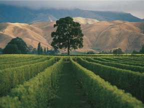 Stoneleigh Vineyard in New Zealand's Marlborough region, which launched the popularity of sauvignon blanc in Quebec