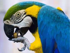 A blue and gold macaw named Clyde eats a nut at a warehouse where 95 birds awaiting adoption are being housed by the Greyhaven Exotic Bird Sanctuary, in Vancouver, B.C.