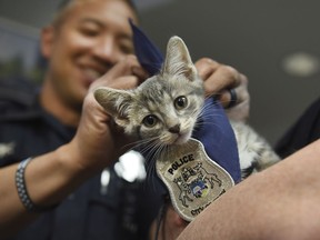 Troy Police officer John Julian places a badge on newly officiated Troy Police cat Donut during a welcoming ceremony at Troy Police Headquarters in May 2018. Donut will be used for therapeutic purposes and public appearances.