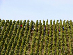 Viognier made its name in the Northern Rhône. Grape pickers work in the French wine Appellation d'Origine Controlee Cote-Rotie vineyard on September 29, 2010 in Ampuis near the French southeastern city of Lyon
