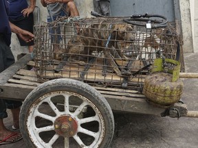 In this undated photo released by Dog Meat Free Indonesia, dogs for sale are seen in cages put on cart at a market in Langowan, North Sulawesi, Indonesia. International stars of acting, music and sports have urged Indonesia's president to ban what they say is a brutal trade in dog and cat meat for human consumption.