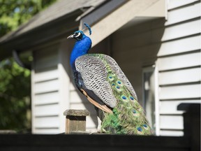 A peacock sits on a fence in Surrey, B.C. Peacocks in a Surrey neighbourhood are roaming the streets after someone cut down a tree that they used as a perch and home.