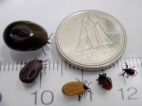 Female black-legged (deer) ticks at different stages after having bitten an animal or a human.(Photo courtesy of Public Health Agency of Canada)