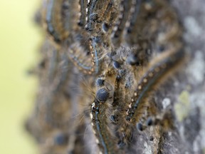 Caterpillars swarm a tree in the NDG district of Montreal on Wednesday May 30, 2018.