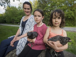 Kirsten Bowser left, with 2 of her children Greta middle, and Ingrid right, holding a pair of the families chickens they are raising at their Hudson home west of Montreal, on Wednesday, May 30, 2018.