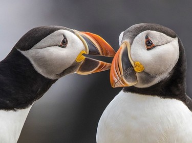Puffin sweet talk, photographed in Newfoundland by Ilana Block.