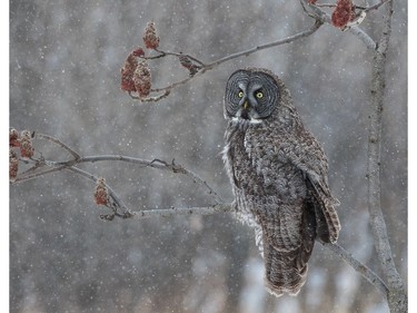 Great owl photographed at Ile St-Bernard (Marguerite d'Youville) in Chateauguay by Ilana Block.