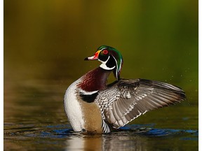 Wood duck at Parc des Prairies in Laval, photographed by Ilana Block.