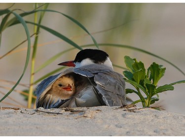Newborn chick safe under a wing, Nickerson Beach, an eight-hour drive from Montreal, photographed by Ilana Block.