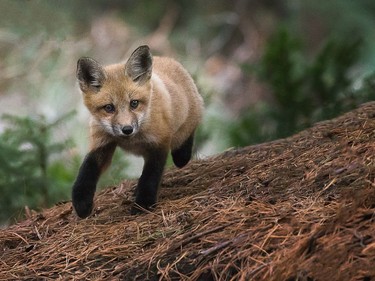 Baby fox at the Botanical Garden in Montreal, photographed by Ilana Block.