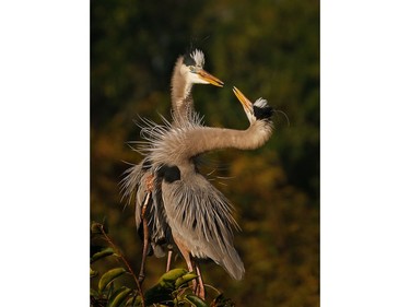 Great blue herons, photographed in the Wakodahatchee Wetlands, Florida, by Ilana Block.