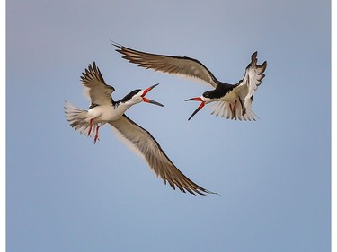 Skimmers photographed at Nickerson Beach, New York, by Ilana Block.