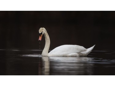 Swan photographed at Edwin B. Forsythe National Wildlife Refuge in New Jersey, by Ilana Block.