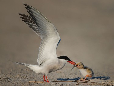 A tern feeding its chick, photographed at Nickerson Beach, New York, by Ilana Block.