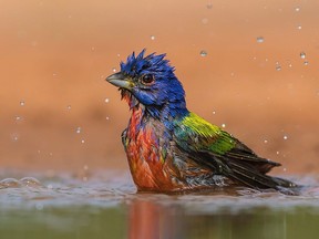 A painted bunting, photographed in Texas by Ilana Block.