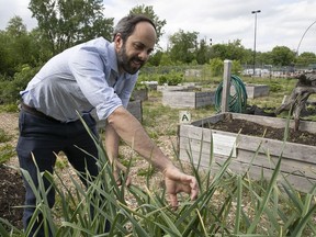 Daniel Rotman, executive director of the NDG Food Depot, at the Westhaven collective garden behind the Réno-Dépôt on St.-Jacques St., one of six collective gardens run by the NDG Food Depot. On Wednesday June 6, 2018. (Pierre Obendrauf / MONTREAL GAZETTE)