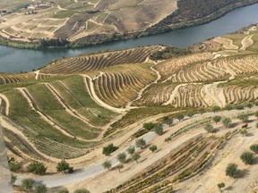 Tourgia nacional growing region of Douro: a cabernet-like finesse.