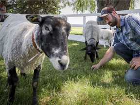 Shepherd Simon Vaillancourt feeds his sheep that are grazing in Edgewater Park in Pointe Claire, west of Montreal Monday June 11, 2018.  As the sheep graze they maintain the park in a natural manner. (John Mahoney / MONTREAL GAZETTE) ORG XMIT: 60851 - 3892