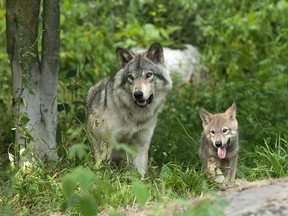 Parc Omega is a safari-style wildlife park that features Canadian animals, mostly from Quebec, like these grey wolves.
