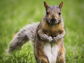 A squirrel in Montreal's Dorchester Square.