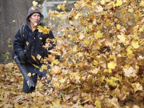 A gardener uses a leaf blower.