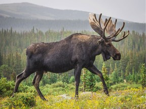 Moose walking through Brainard Lake in Colorado