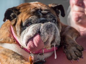 Zsa Zsa, an English Bulldog, drools while competing in The World's Ugliest Dog Competition in Petaluma, north of San Francisco, California on June 23, 2018. Zsa Zsa went on to win the competition garnering $1500, a trophy, and a trip to New York for media appearances. / AFP PHOTO / JOSH EDELSON